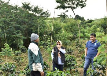 Melihat Kisah Sukses Penggiat Kopi Arabika di Semende