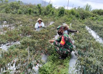 Babinsa Koramil 404-06/Semende Dampingi Petani Panen Cabe