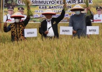 Bupati dan DPRD Banyuasin Panen Raya Padi IP 200