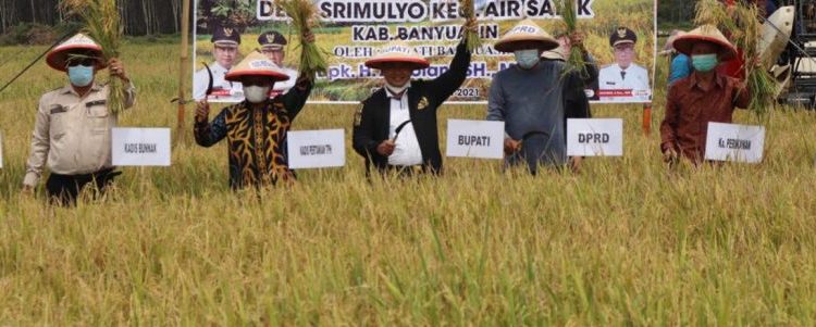 Bupati dan DPRD Banyuasin Panen Raya Padi IP 200
