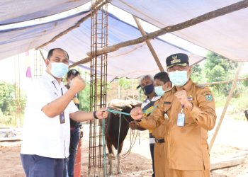 PTBA Salurkan 95 Ekor Sapi Kepada Warga Disekitar Perusahaan