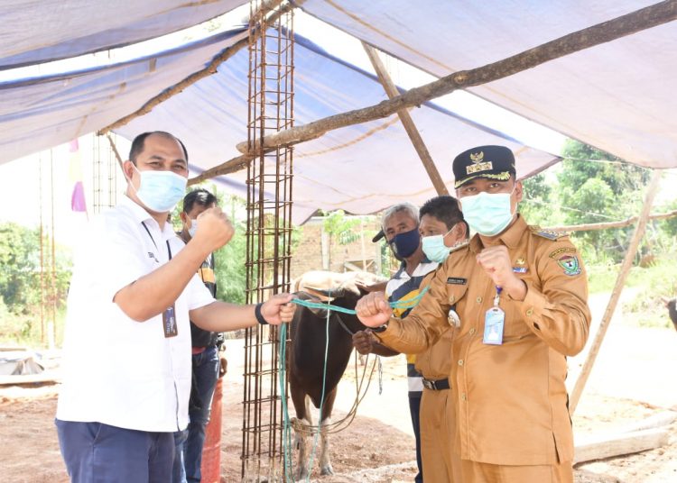 PTBA Salurkan 95 Ekor Sapi Kepada Warga Disekitar Perusahaan