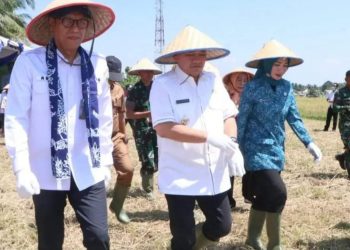 Pj Bupati Muara Enim dan Istri Panen Raya Padi di Desa Karang Raja