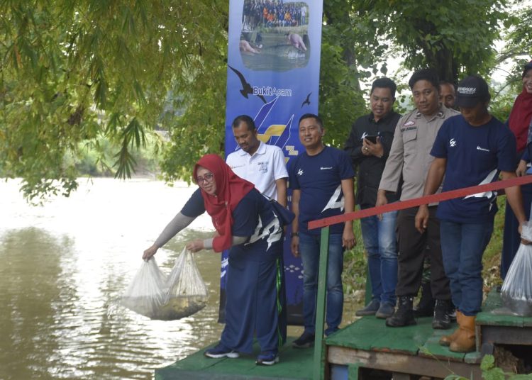 Bukit Asam Tebar 11.000 Benih Ikan di Sungai Enim