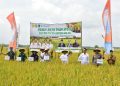 Produktivitas Padi OKI Tembus 6,6 Ton Per Hektare