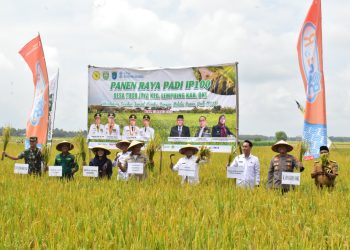 Produktivitas Padi OKI Tembus 6,6 Ton Per Hektare