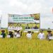 Produktivitas Padi OKI Tembus 6,6 Ton Per Hektare