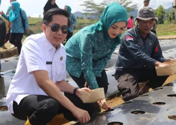 Plt Bupati Muara Enim Panen Raya Kentang Industri 1.020 Ton