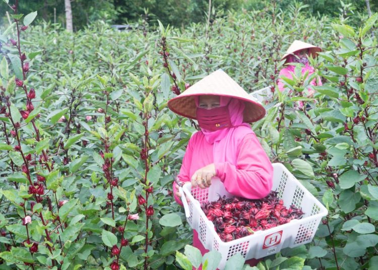 Lewat Usaha Rosella, Perempuan Berdaya Bersama PTBA