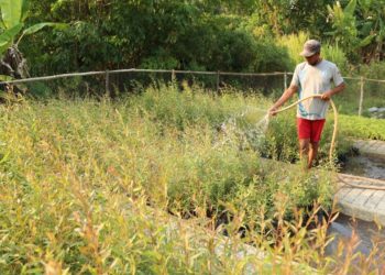 Kisah Sukses Zailani dan Bukit Asam Budidaya Tanaman Berbasis Otomasi