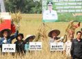 Pj. Bupati Muara Enim Panen Raya Padi Sawah, Dukung Percepatan Pembangunan PLTS Irigasi