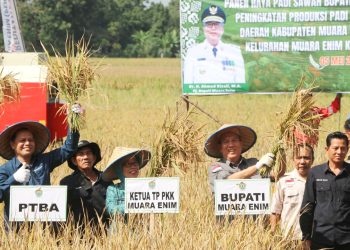Pj. Bupati Muara Enim Panen Raya Padi Sawah, Dukung Percepatan Pembangunan PLTS Irigasi