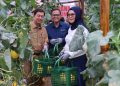 Kelompok Pembibitan Eco Agrotomation Binaan Bukit Asam Panen Perdana Melon Premium