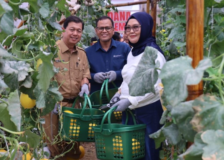 Kelompok Pembibitan Eco Agrotomation Binaan Bukit Asam Panen Perdana Melon Premium