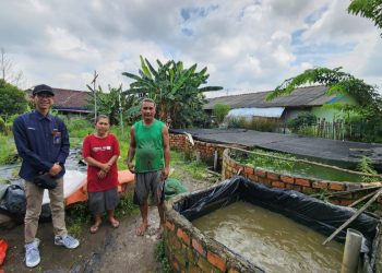 Sempat Jatuh, Usaha Ternak Lele Binaan Bukit Asam (PTBA) Bangkit dan Berkembang
