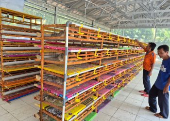 Dukung Replikasi Budidaya Burung Puyuh, PTBA Dorong Kemandirian Ekonomi Masyarakat Tanjung Enim