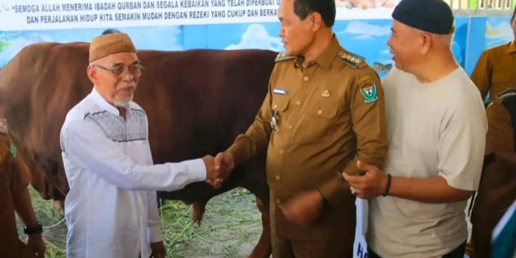 Presiden Prabowo Berkurban Sapi Limosin Berat 970 Kg Tiba di Muara Enim