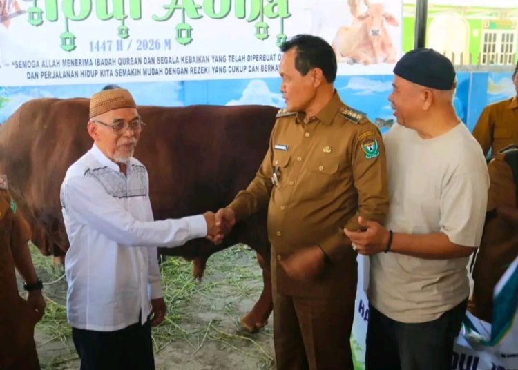 Presiden Prabowo Berkurban Sapi Limosin Berat 970 Kg Tiba di Muara Enim